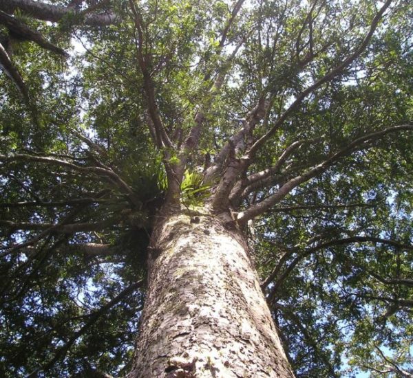 Mighty Kauri tree