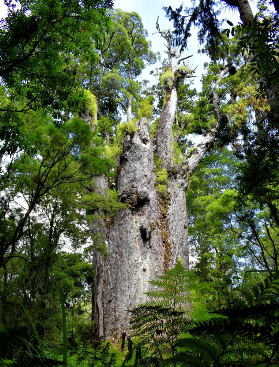 It-is-believed-that-the-word-‘Kauri-is-a-shortening-of-the-Maori-word-‘Rakauri-scaled-e1635673107781